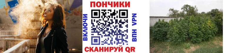 где купить Болохово площадка какой сайт Бошки марихуана семена